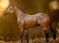 The Ideal Series Buckskin